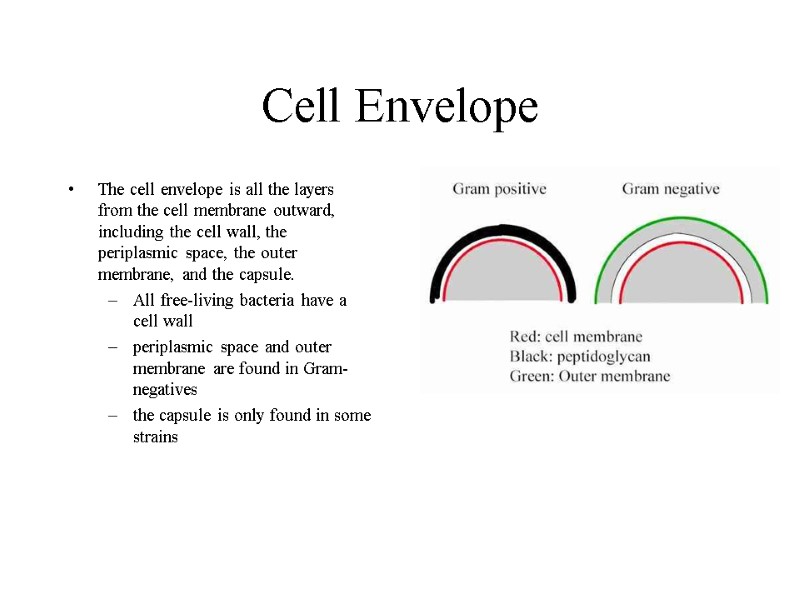 Cell Envelope The cell envelope is all the layers from the cell membrane outward,